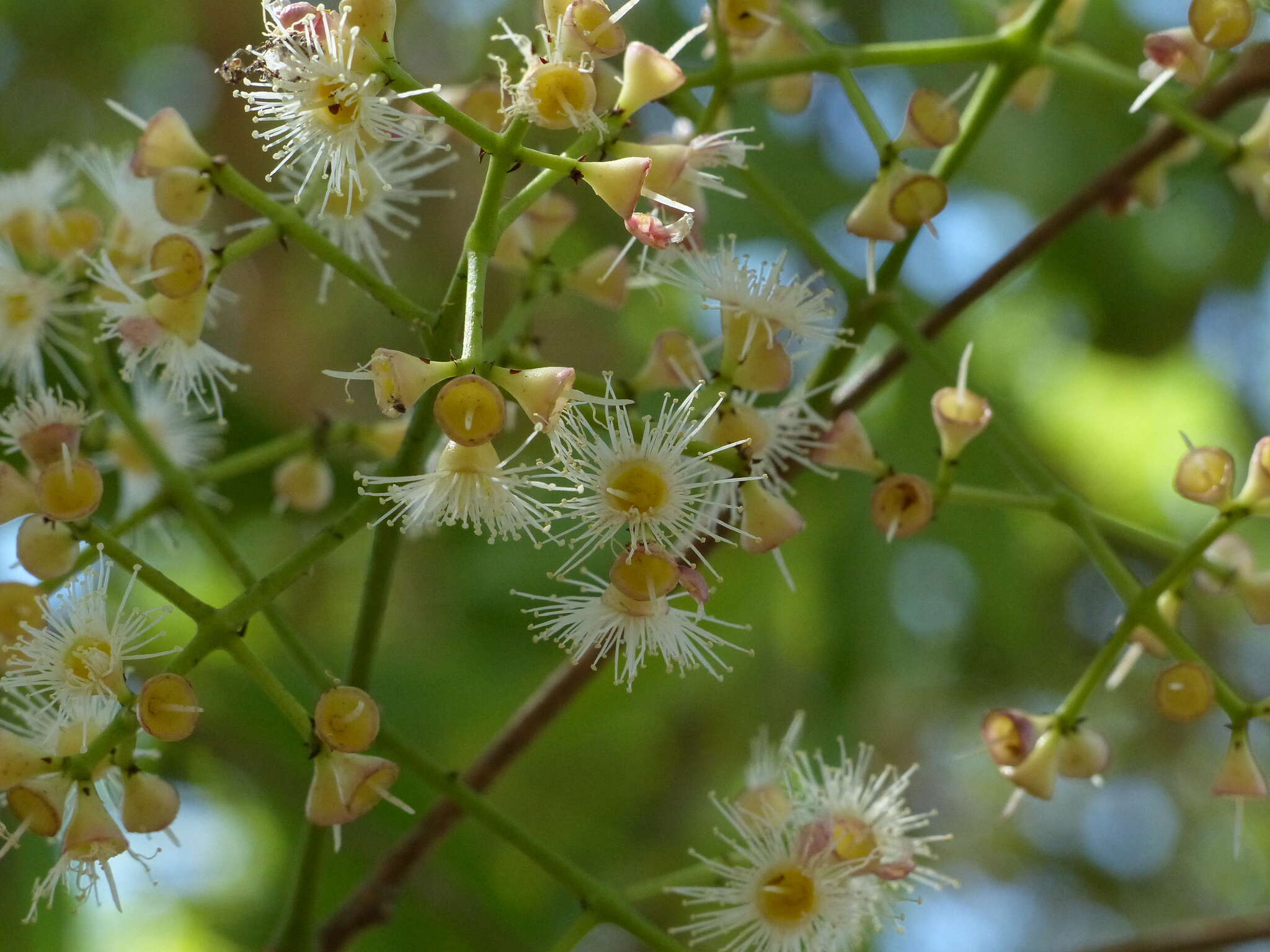 Image de Syzygium salicifolium (Wight) J. Grah.