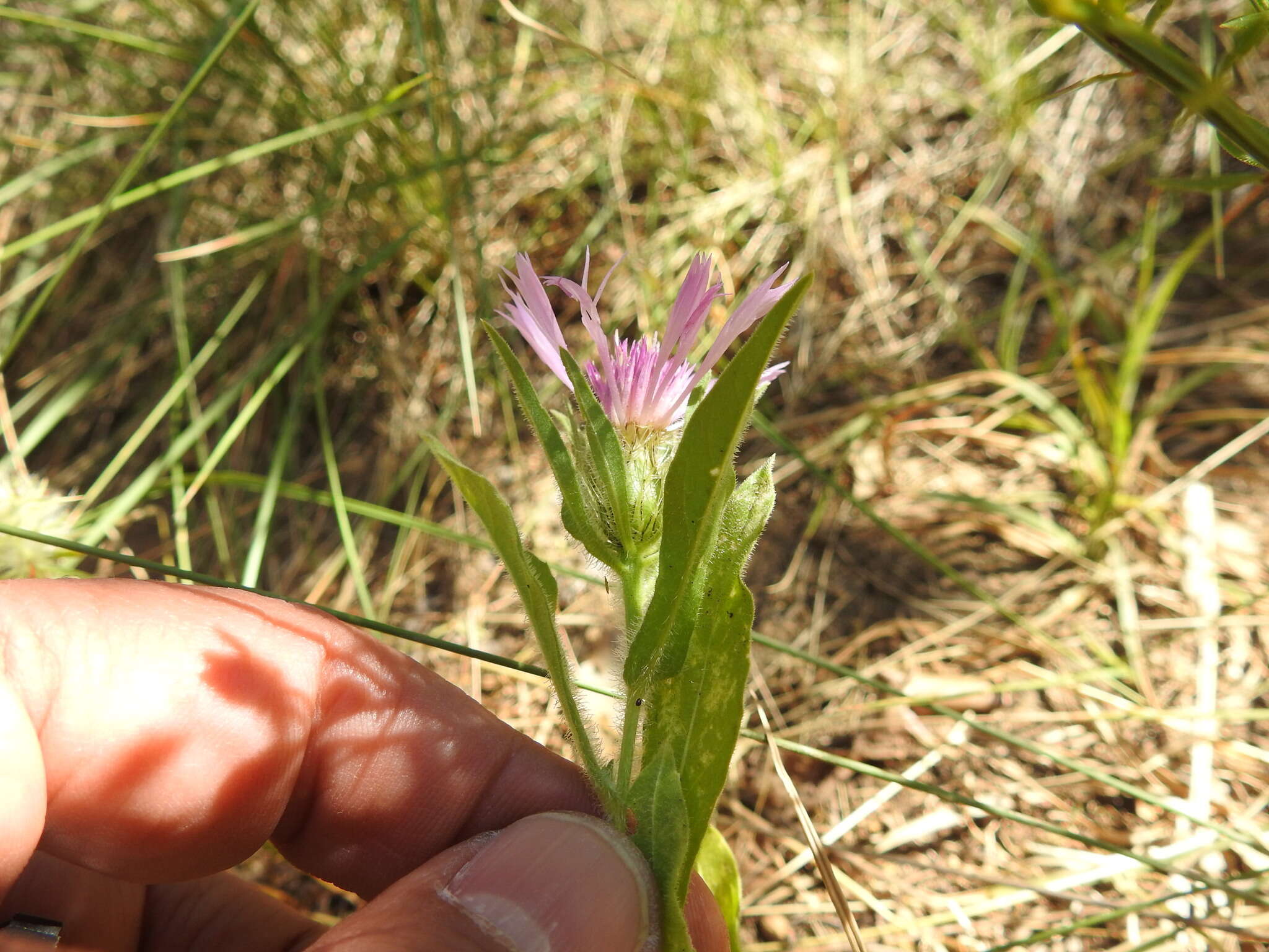 Image de Centaurea pullata L.