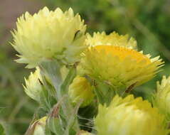 Image of <i>Helichrysum <i>foetidum</i></i> var. foetidum