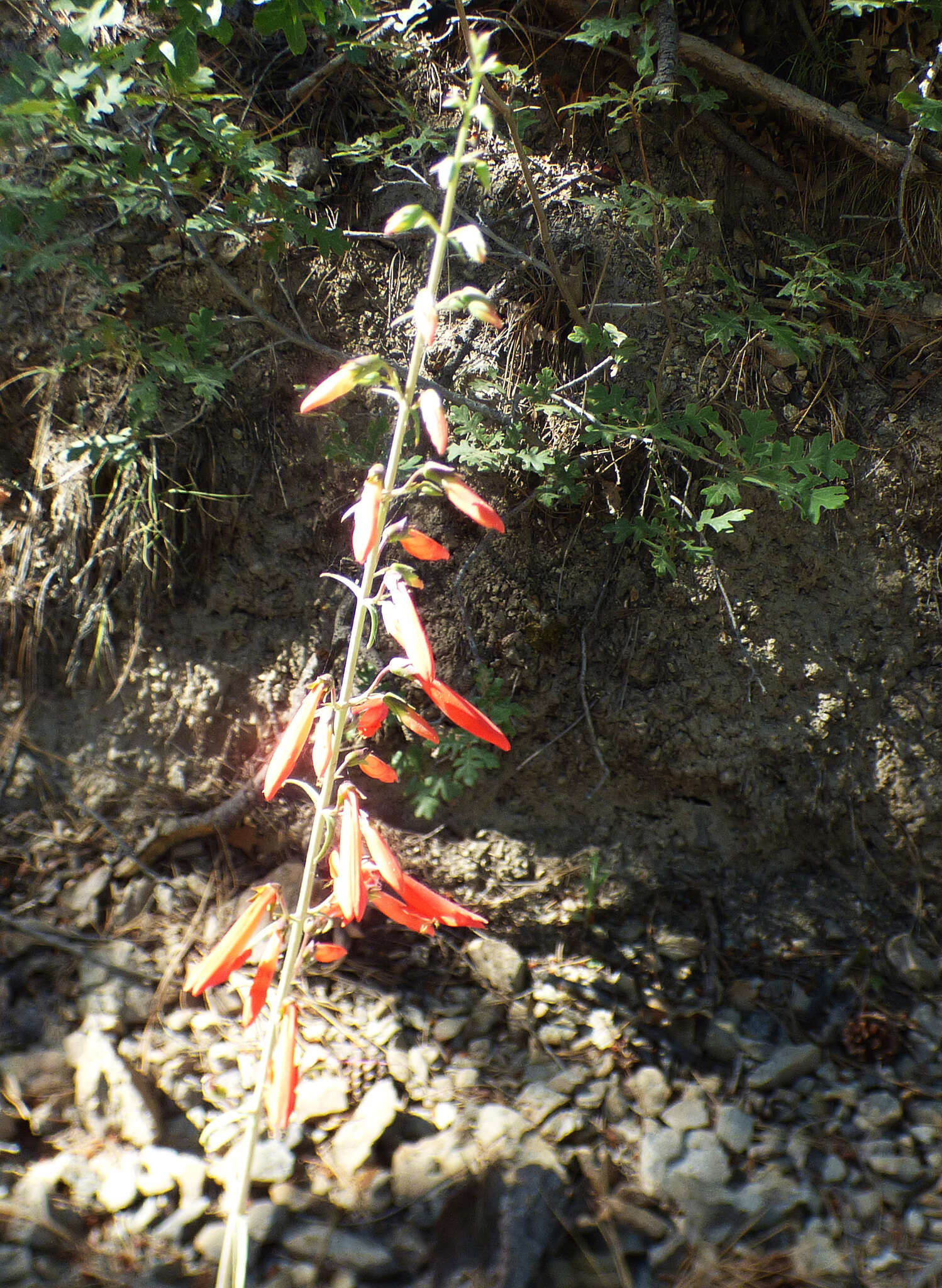 Image de Penstemon barbatus subsp. barbatus