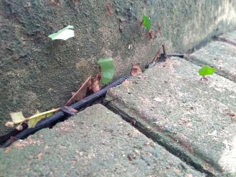 Image of Leaf-cutter ant