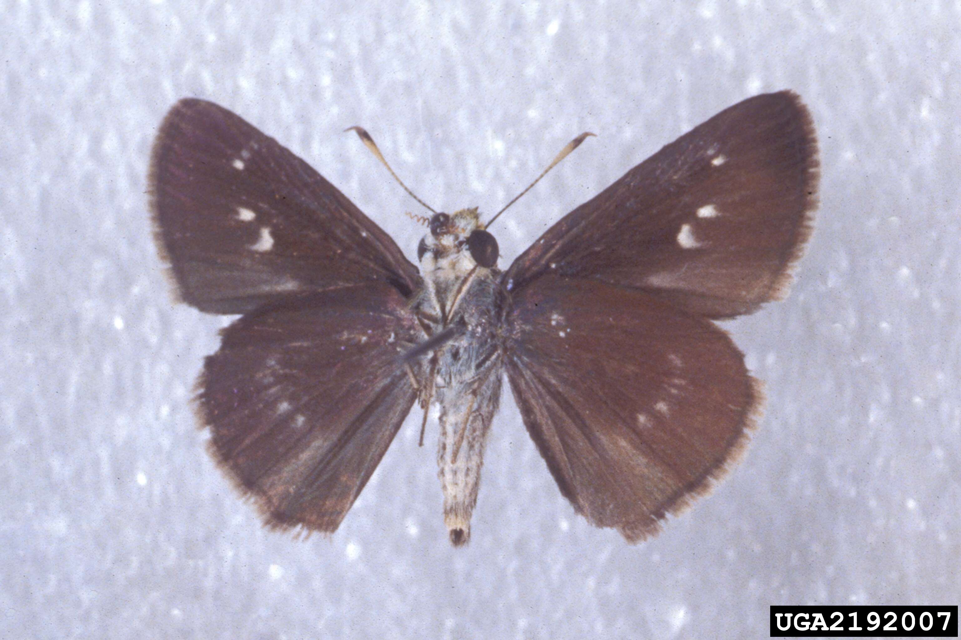 Image of Dun Sedge Skipper