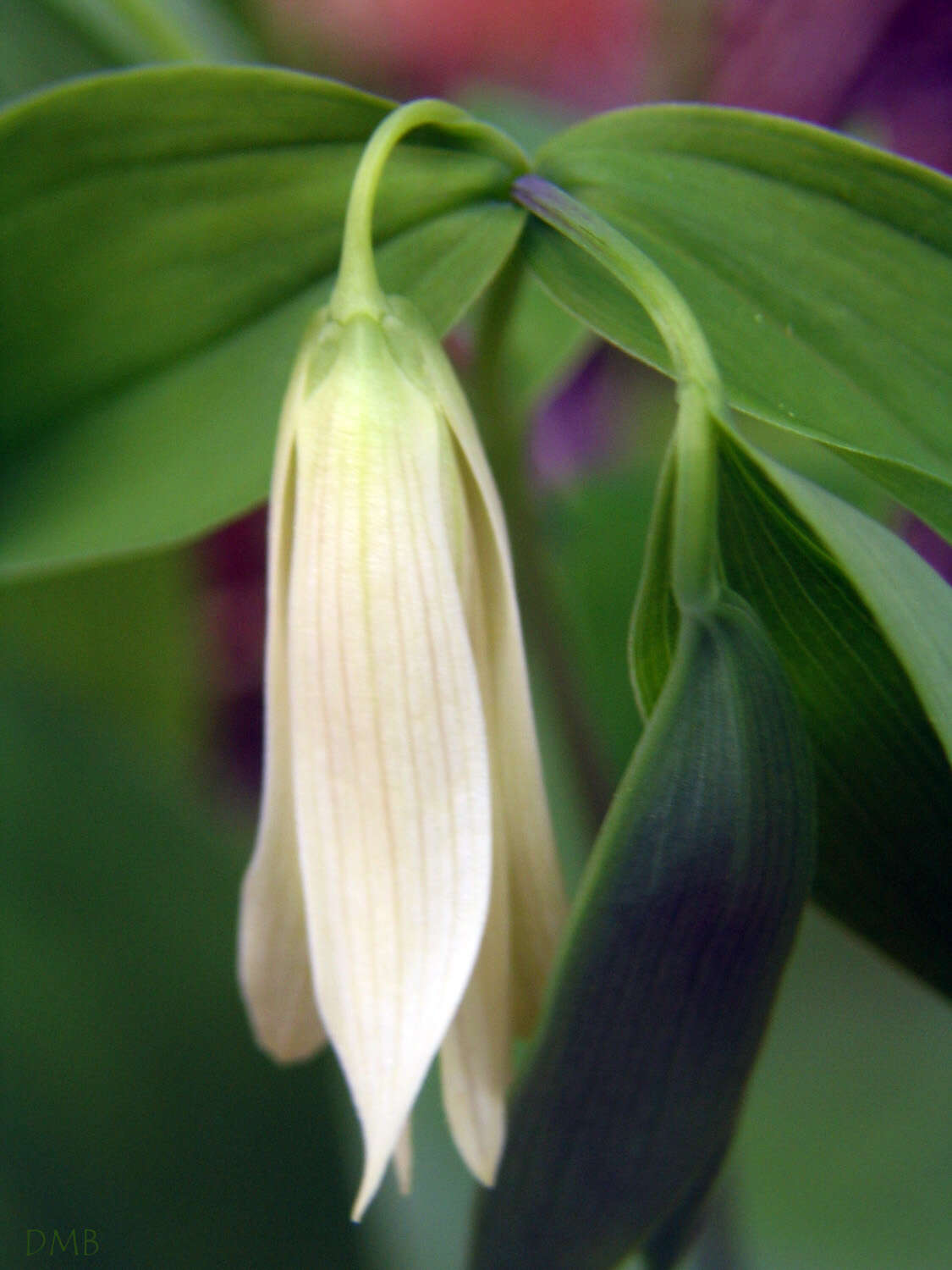 Image of sessileleaf bellwort