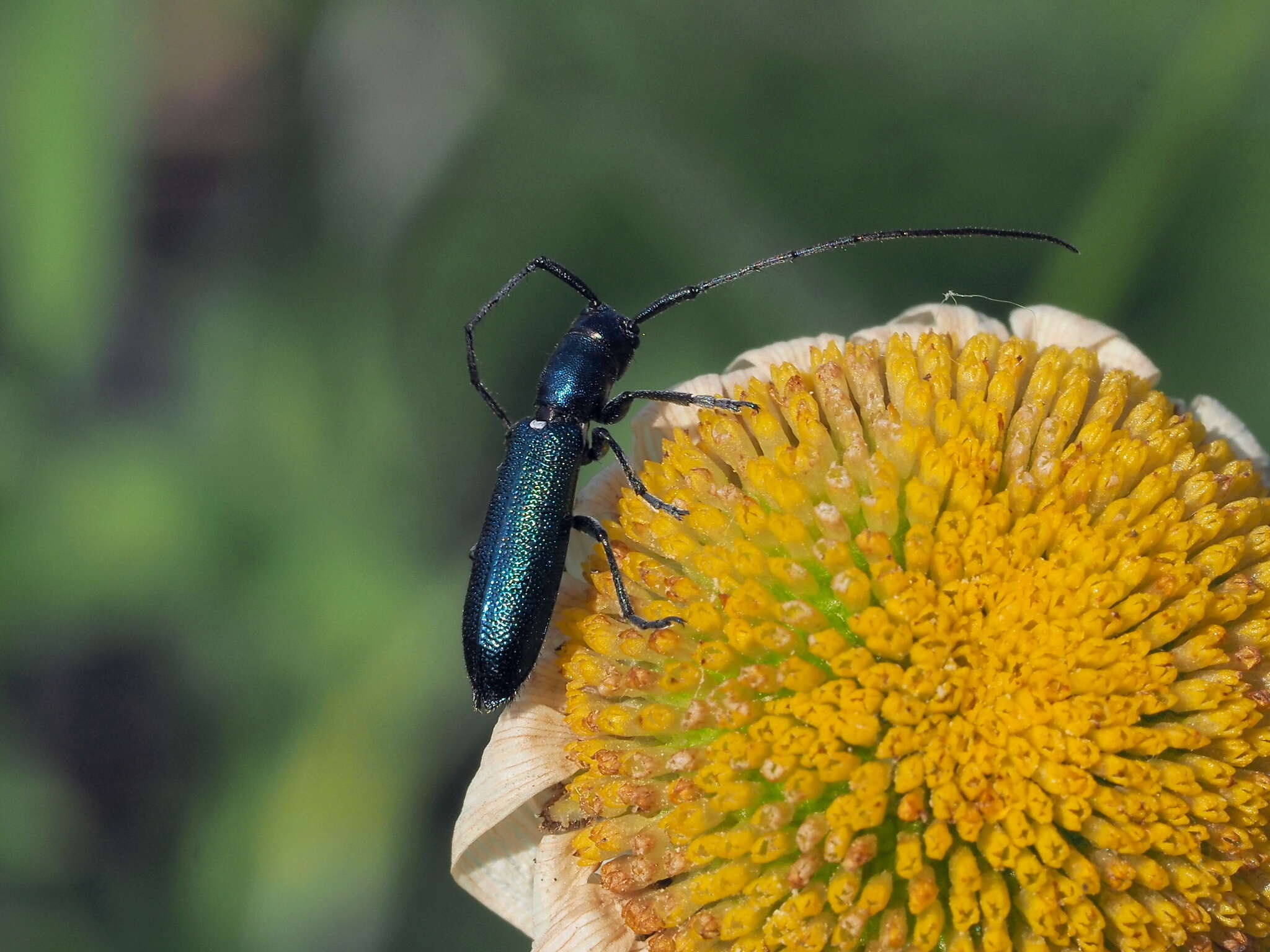 Sivun Agapanthiola leucaspis (Steven 1817) kuva