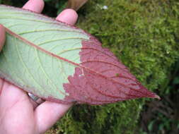 Image of Columnea eburnea (Wiehler) L. P. Kvist & L. E. Skog