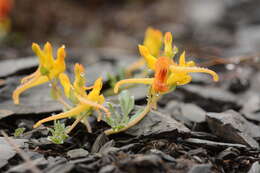 Imagem de Corydalis sewerzowii Regel