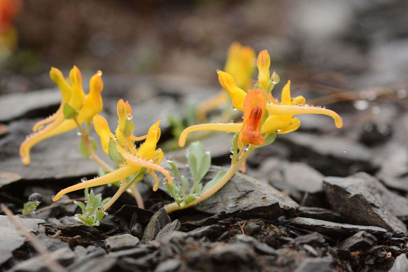 Image of Corydalis sewerzowii Regel