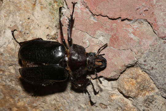 Слика од Sphaenognathus alticollis (Möllenkamp 1912)