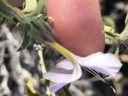 Image of Barleria damarensis T. Anders.