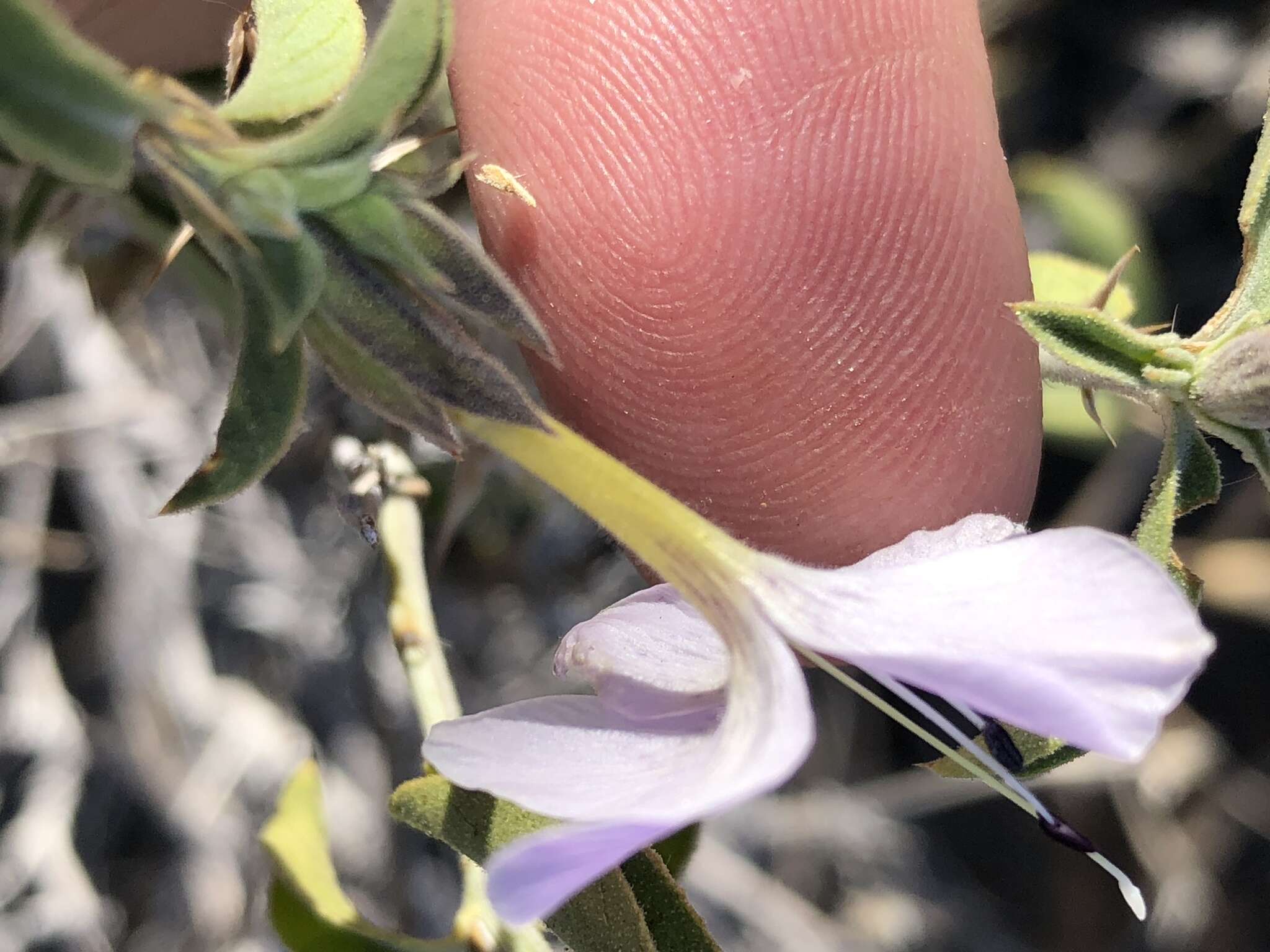 Image of Barleria damarensis T. Anders.