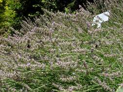 Image of English Lavendar