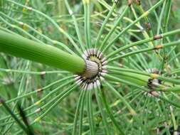 Image of Southern Giant Horsetail