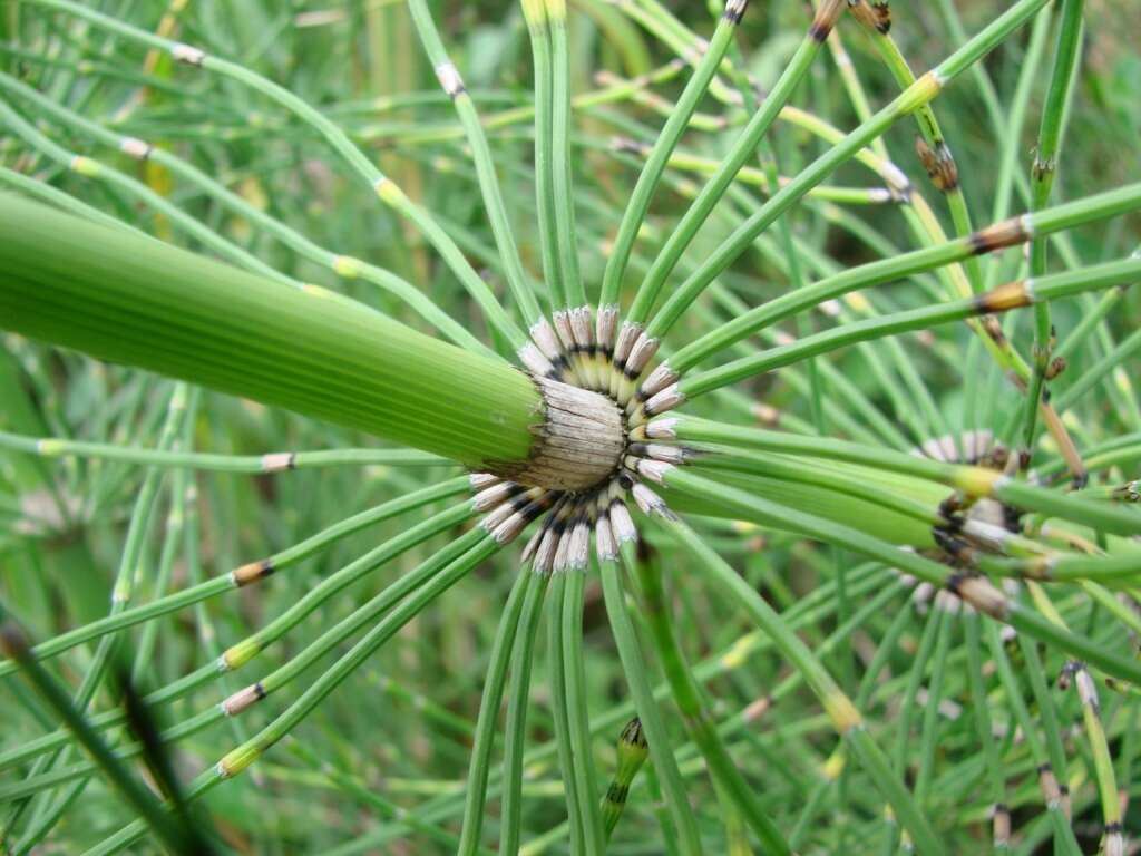 Image of Southern Giant Horsetail