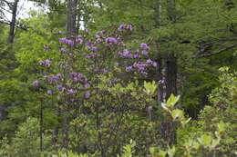 Image of Rhododendron mucronulatum subsp. sichotense (Pojark.) A. Khokhr.