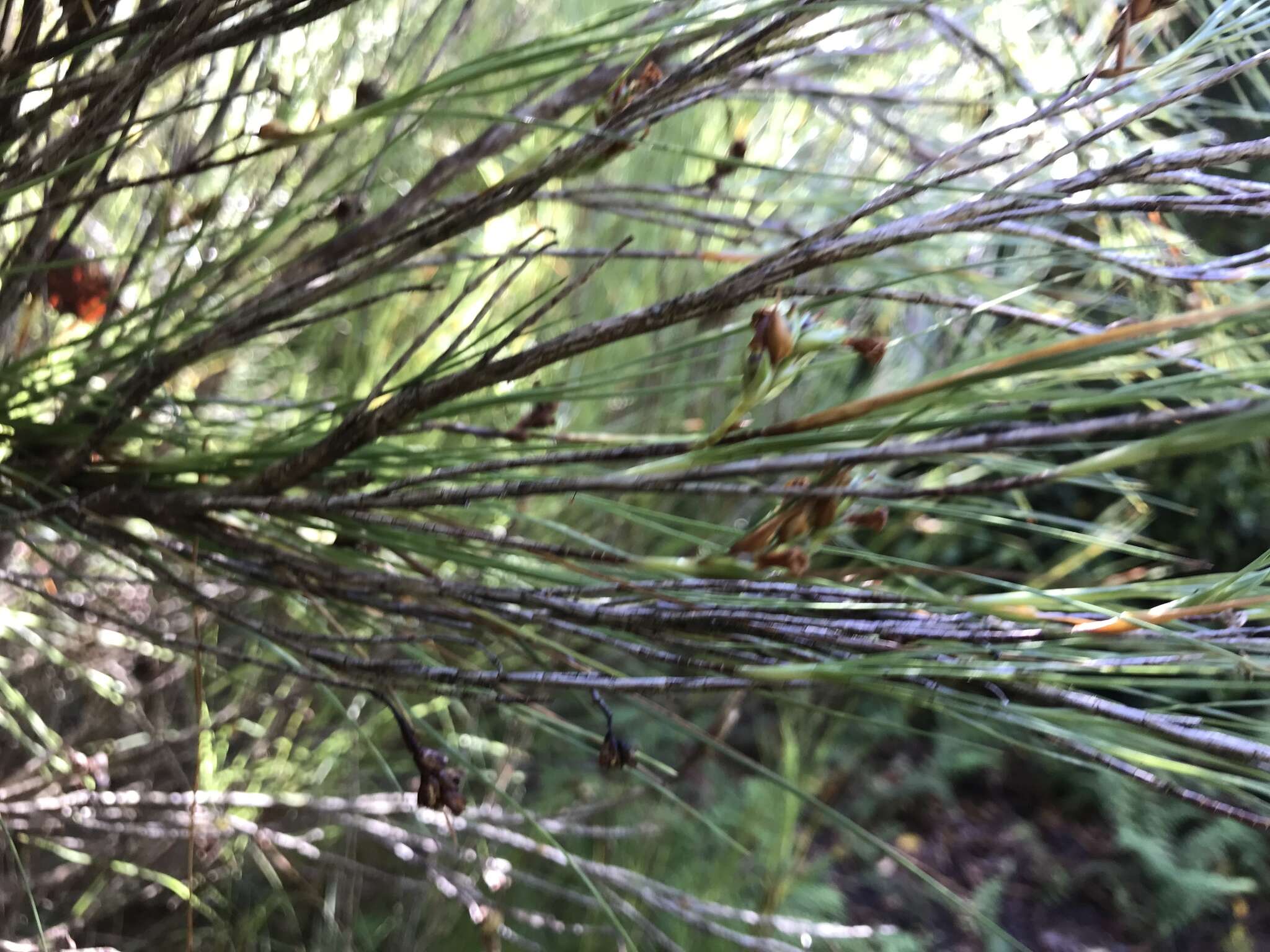 Image of Dracophyllum filifolium Hook. fil.