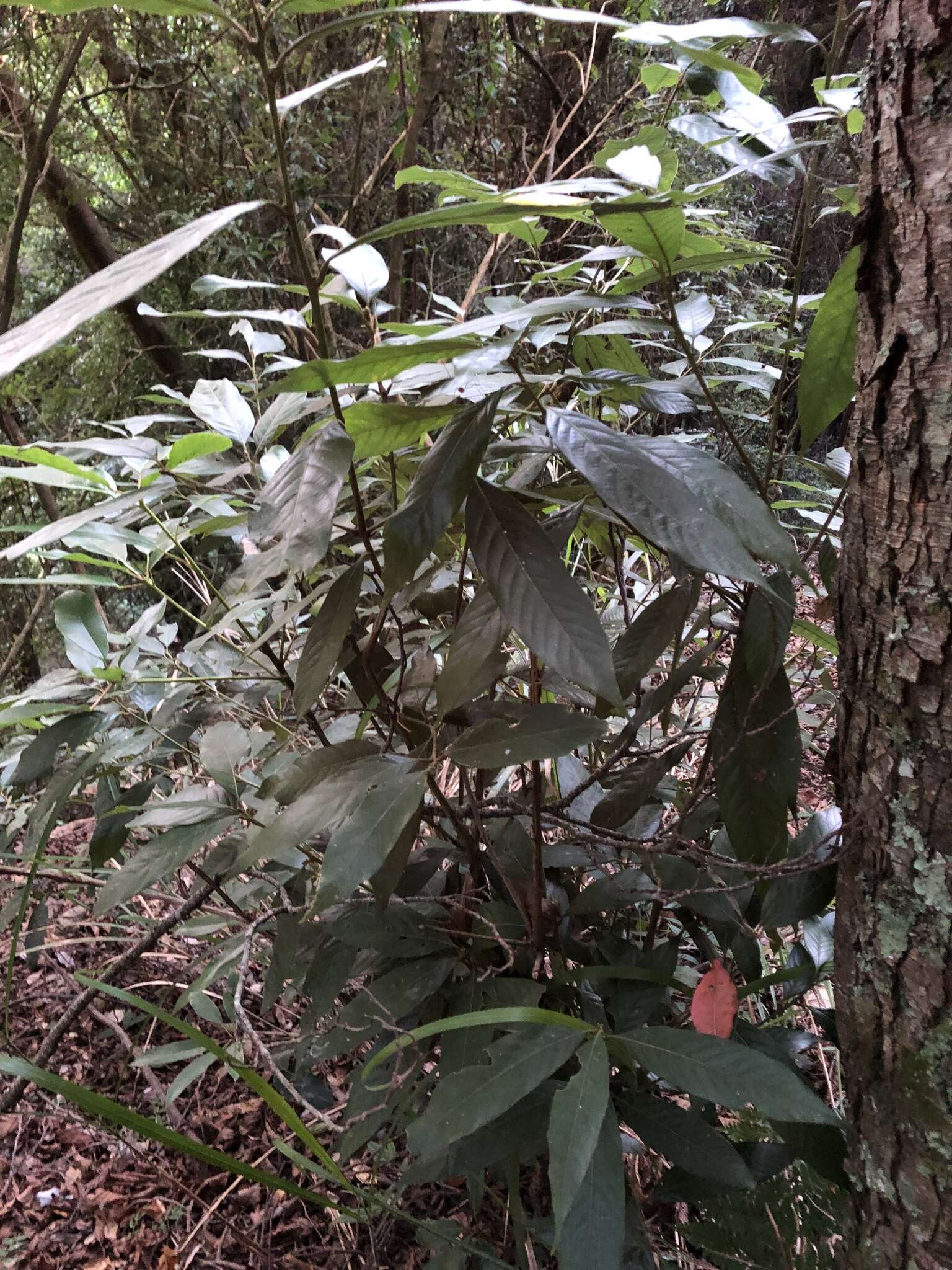 Image of Lithocarpus amygdalifolius (Skan) Hayata
