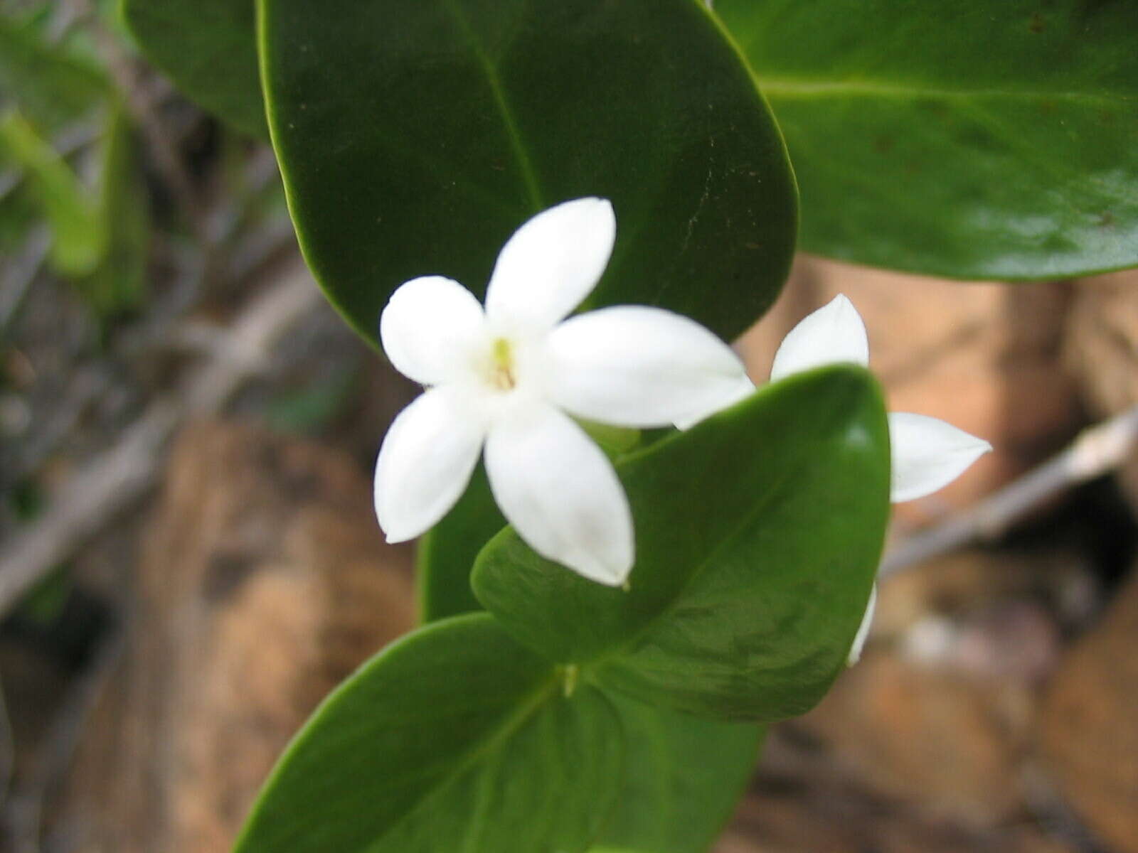 Image of Cyclophyllum letocartiorum Mouly