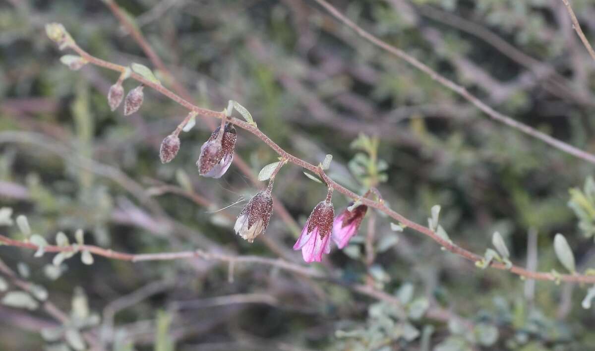 Image de Hermannia trifurca L.