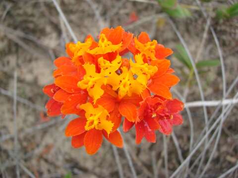 Image of Epidendrum fulgens Brongn.