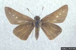 Image of Salt Marsh Skipper