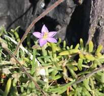 Image of Spergularia rupicola Le Jolis