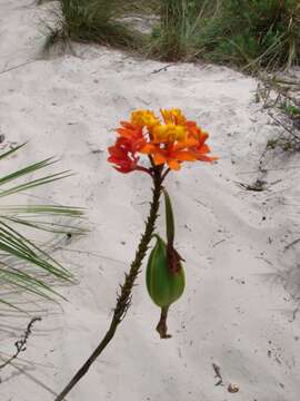 Image of Epidendrum fulgens Brongn.