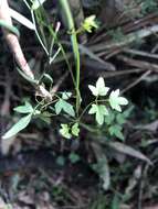 Image of Clematis fawcettii F. Müll.