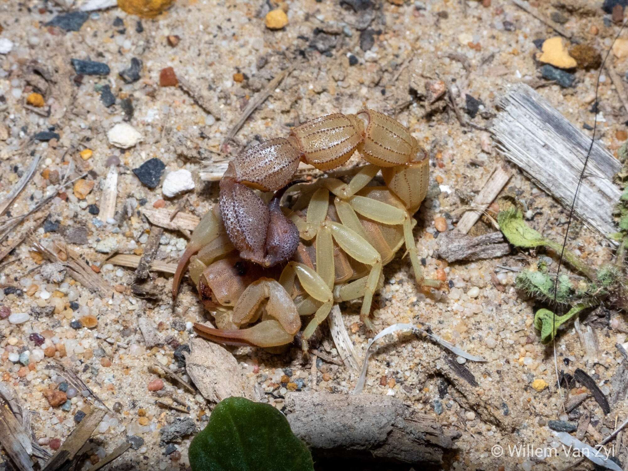 Sivun Parabuthus capensis (Ehrenberg 1831) kuva