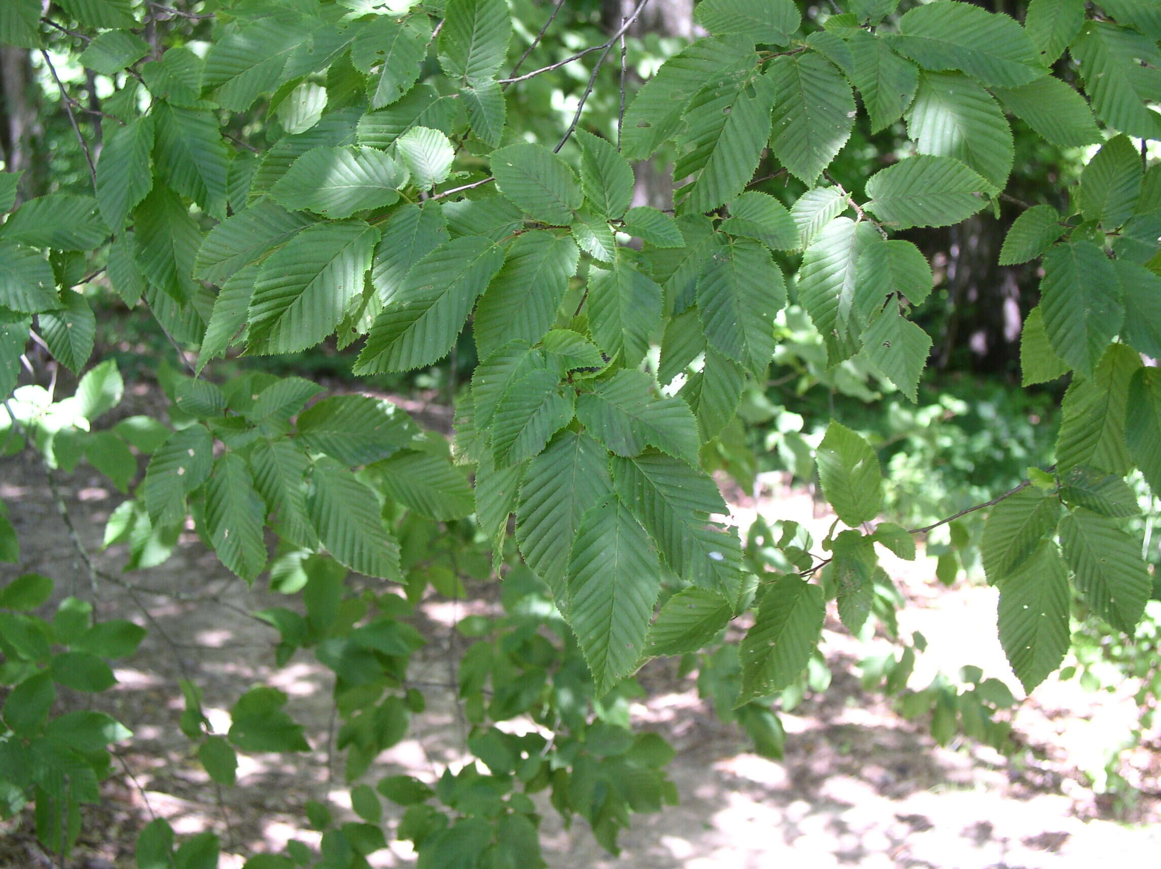 Image of European hornbeam