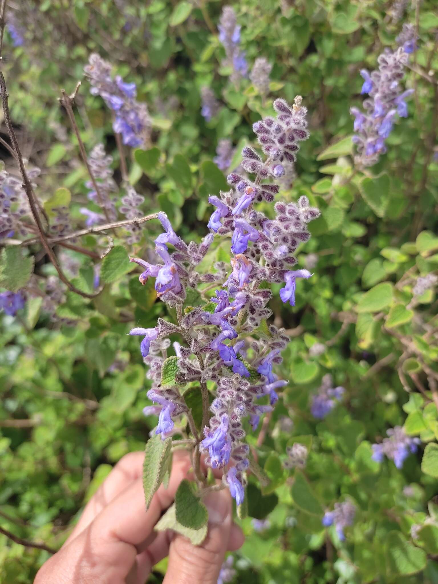 Sivun Salvia keerlii Benth. kuva