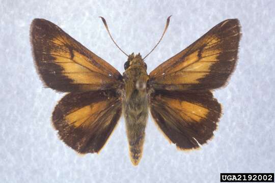 Image of Rare skipper