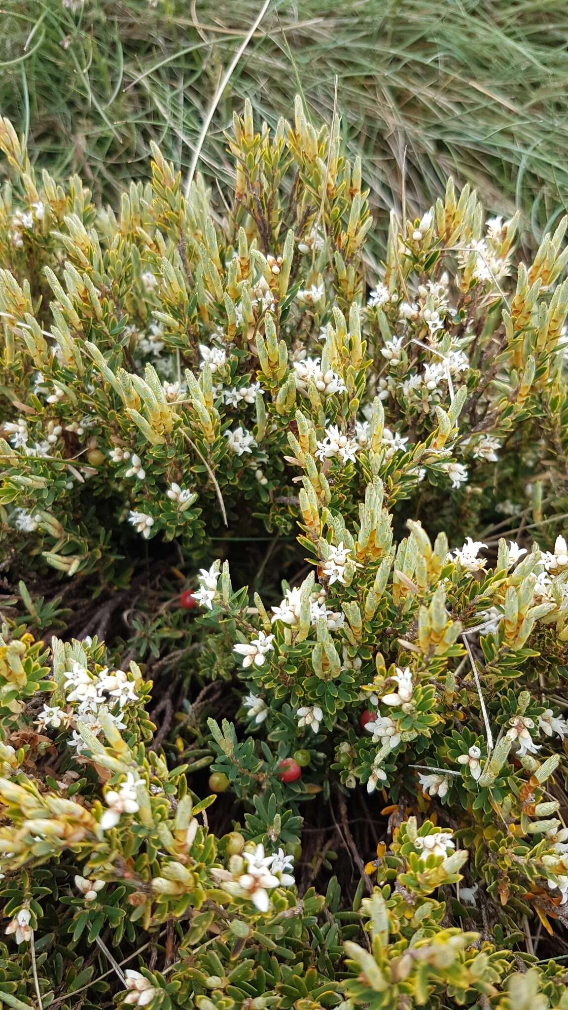 Image of Acrothamnus montanus (R. Br.) Quinn