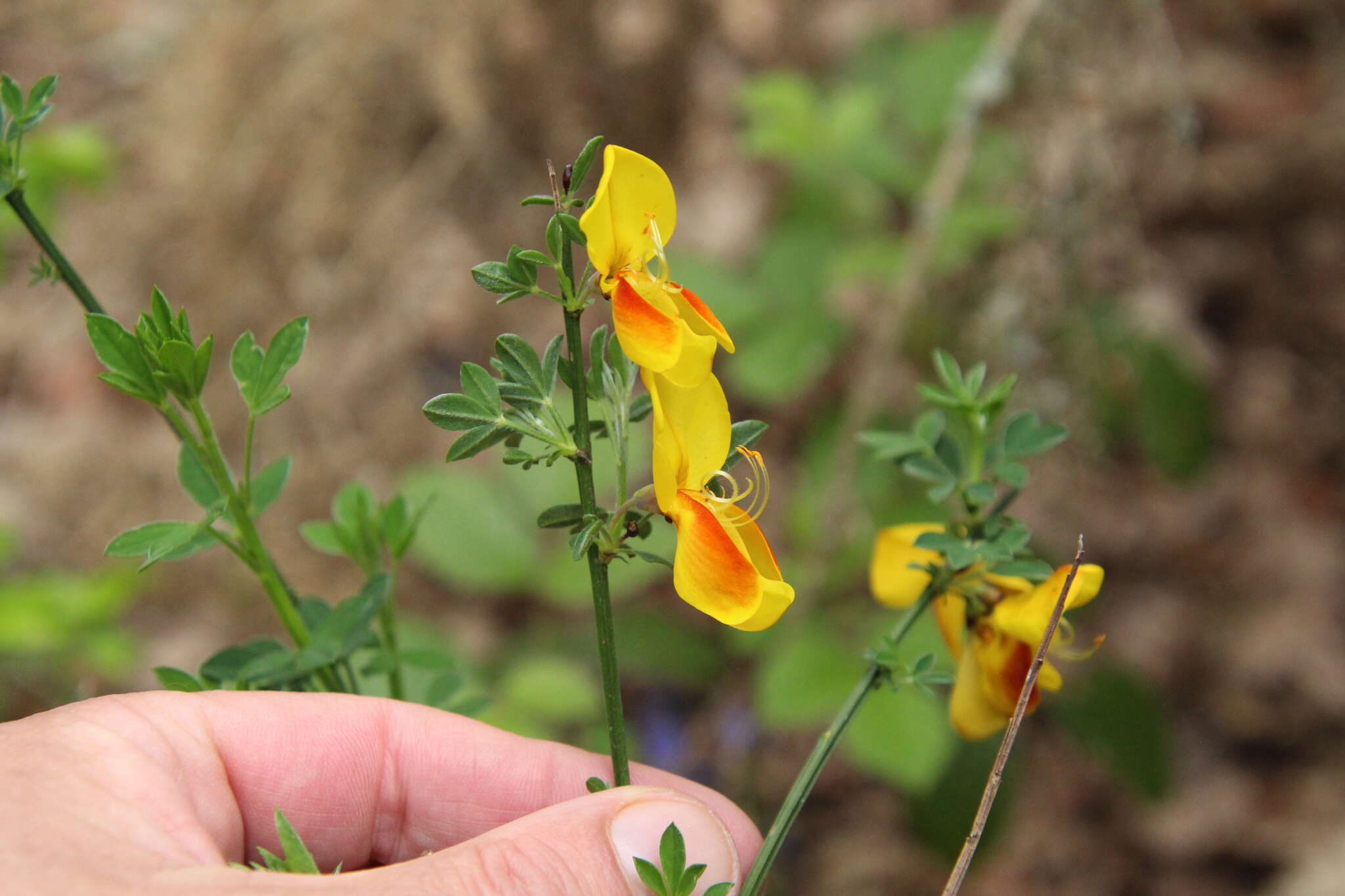 Image of Scotch broom