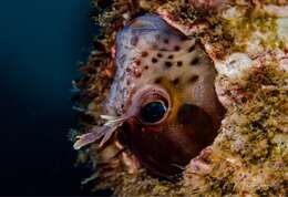 Imagem de Hypsoblennius sordidus (Bennett 1828)