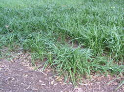 Image of Mondo Grass