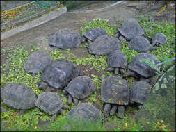 Image de Aldabrachelys