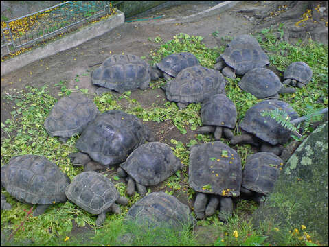 Image of Aldabrachelys