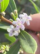 Imagem de Myoporum tetrandrum (Labill.) Domin