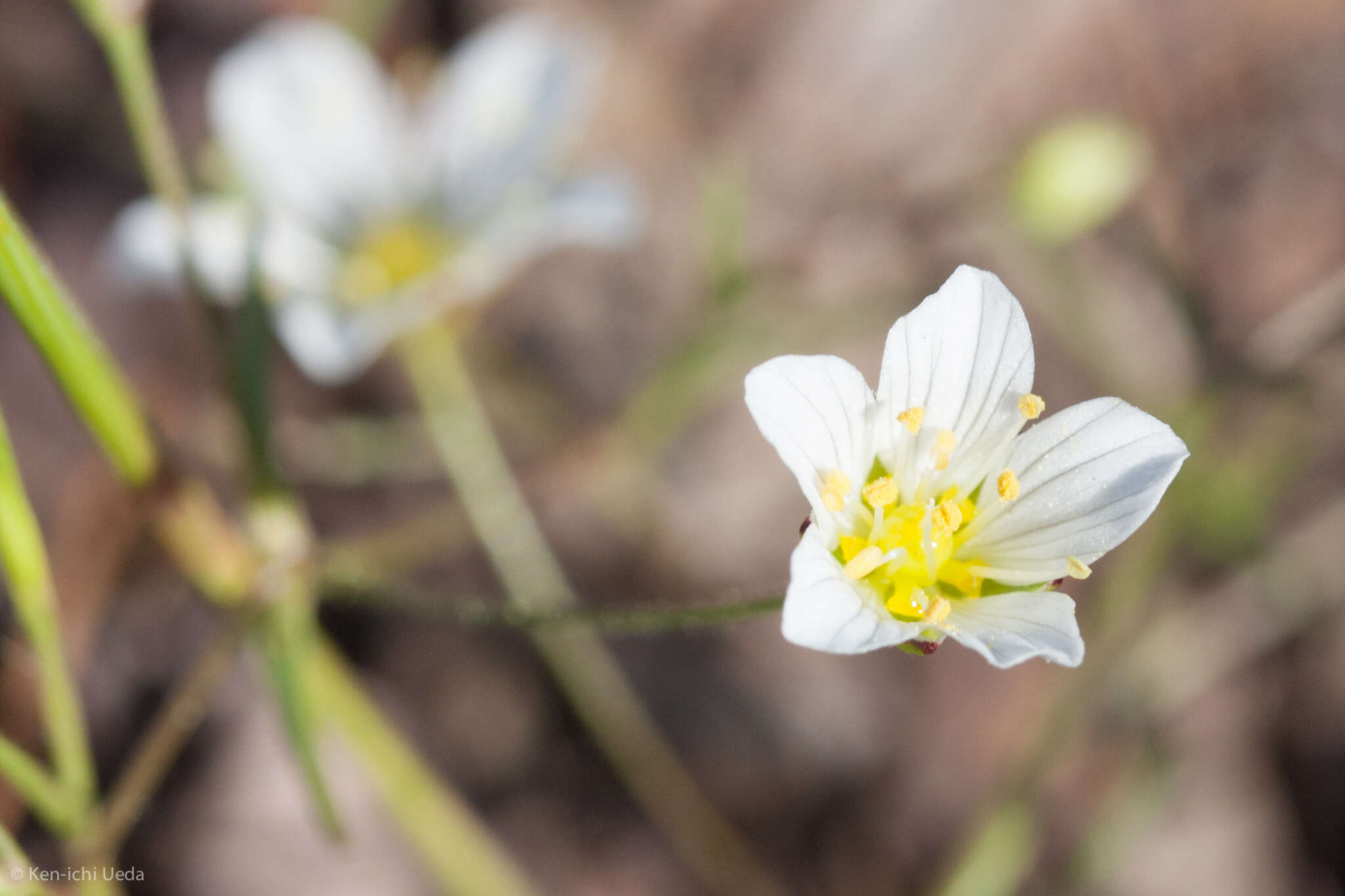 Imagem de Sabulina douglasii (Fenzl ex Torr. & A. Gray) Dillenb. & Kadereit