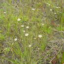 Image of Syngonanthus chrysanthus (Bong.) Ruhland