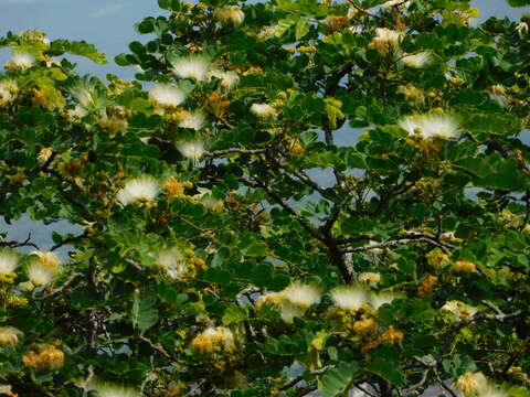 Image of Large-leaved albizia