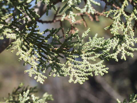 Слика од Cupressus macnabiana A. Murray bis