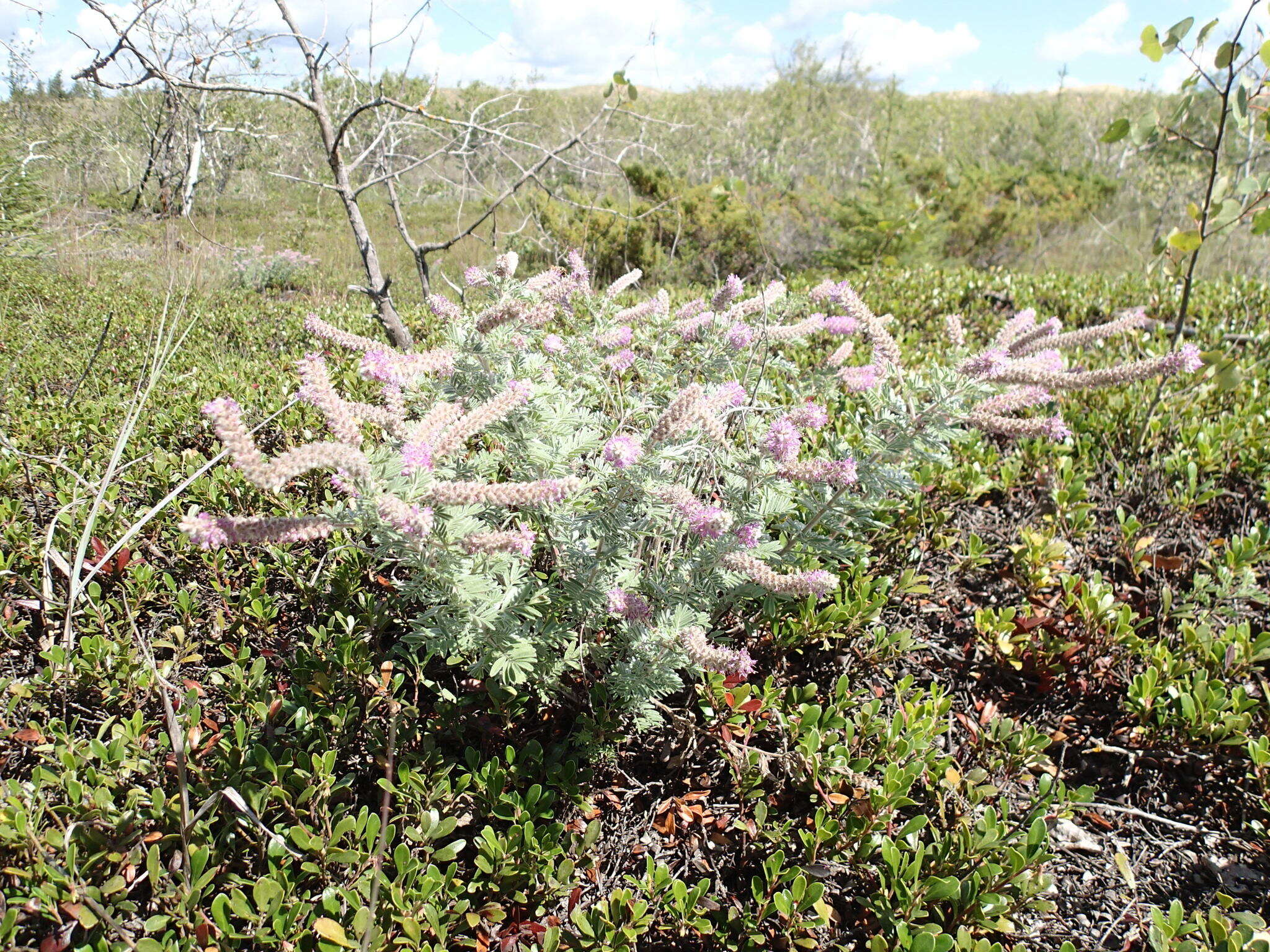 Image of silky prairie clover