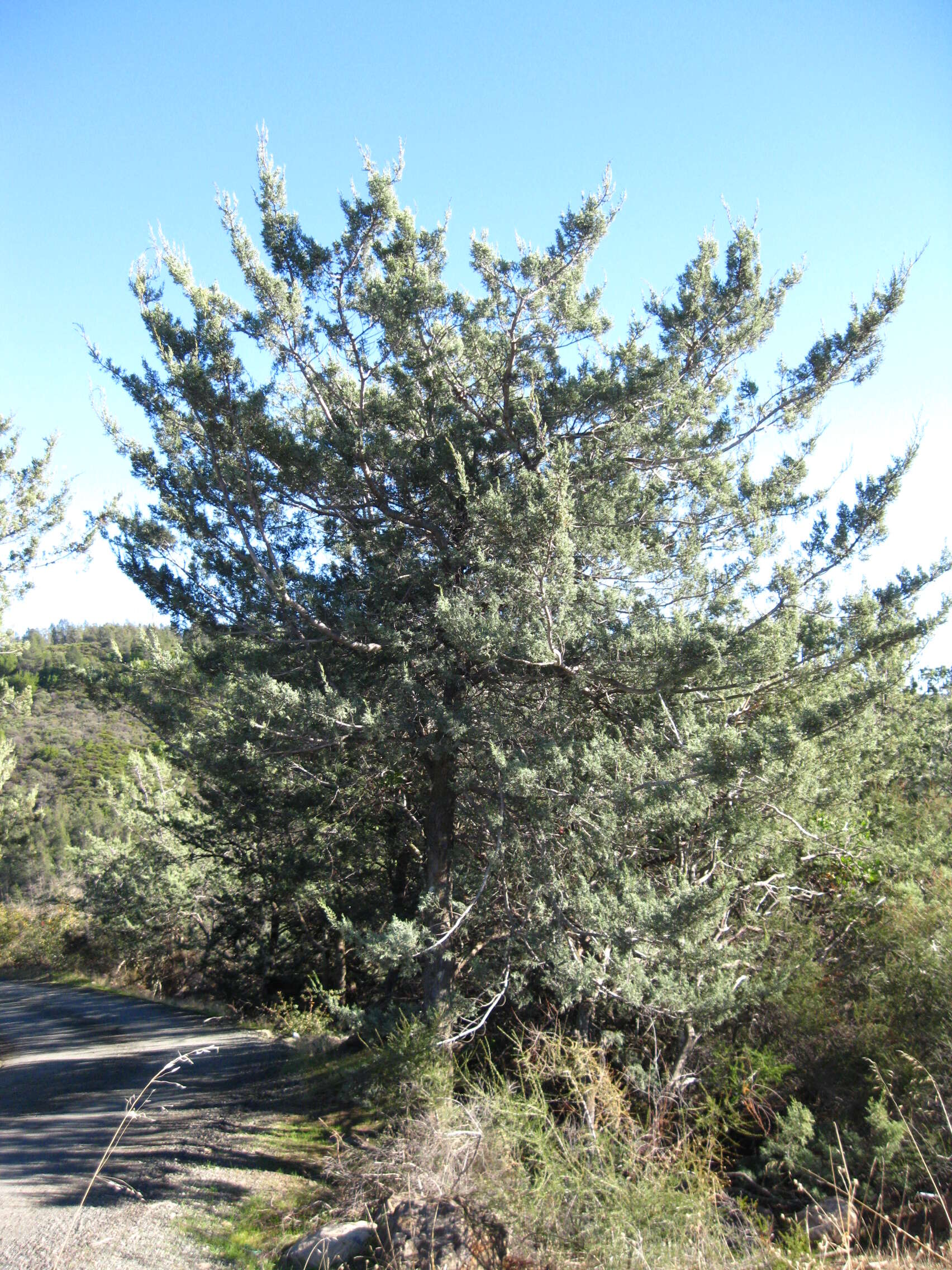 Слика од Cupressus macnabiana A. Murray bis