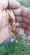 Sivun Oenothera simulans (Small) W. L. Wagner & Hoch kuva