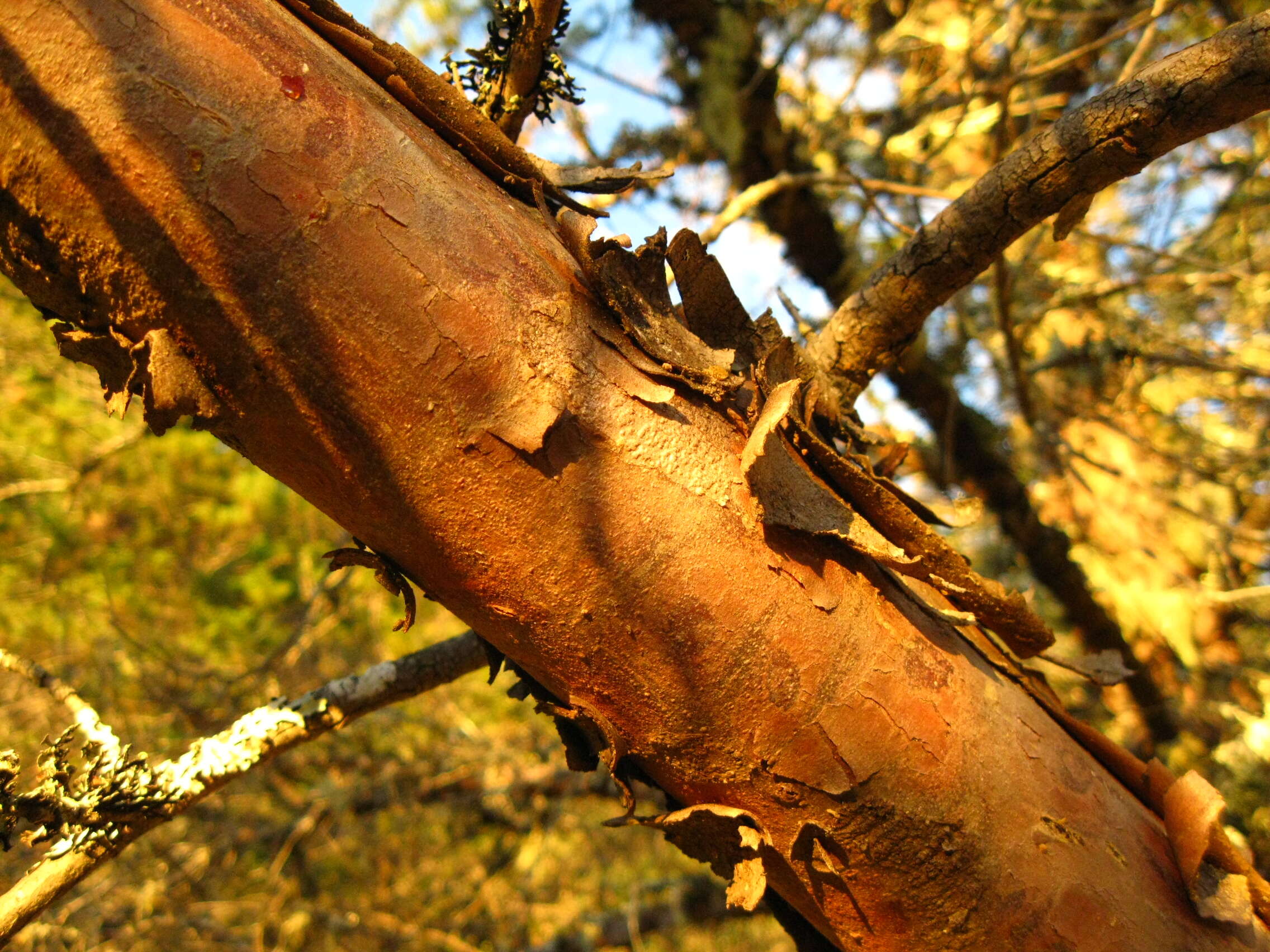 Cupressus goveniana var. abramsiana (C. B. Wolf) Little resmi