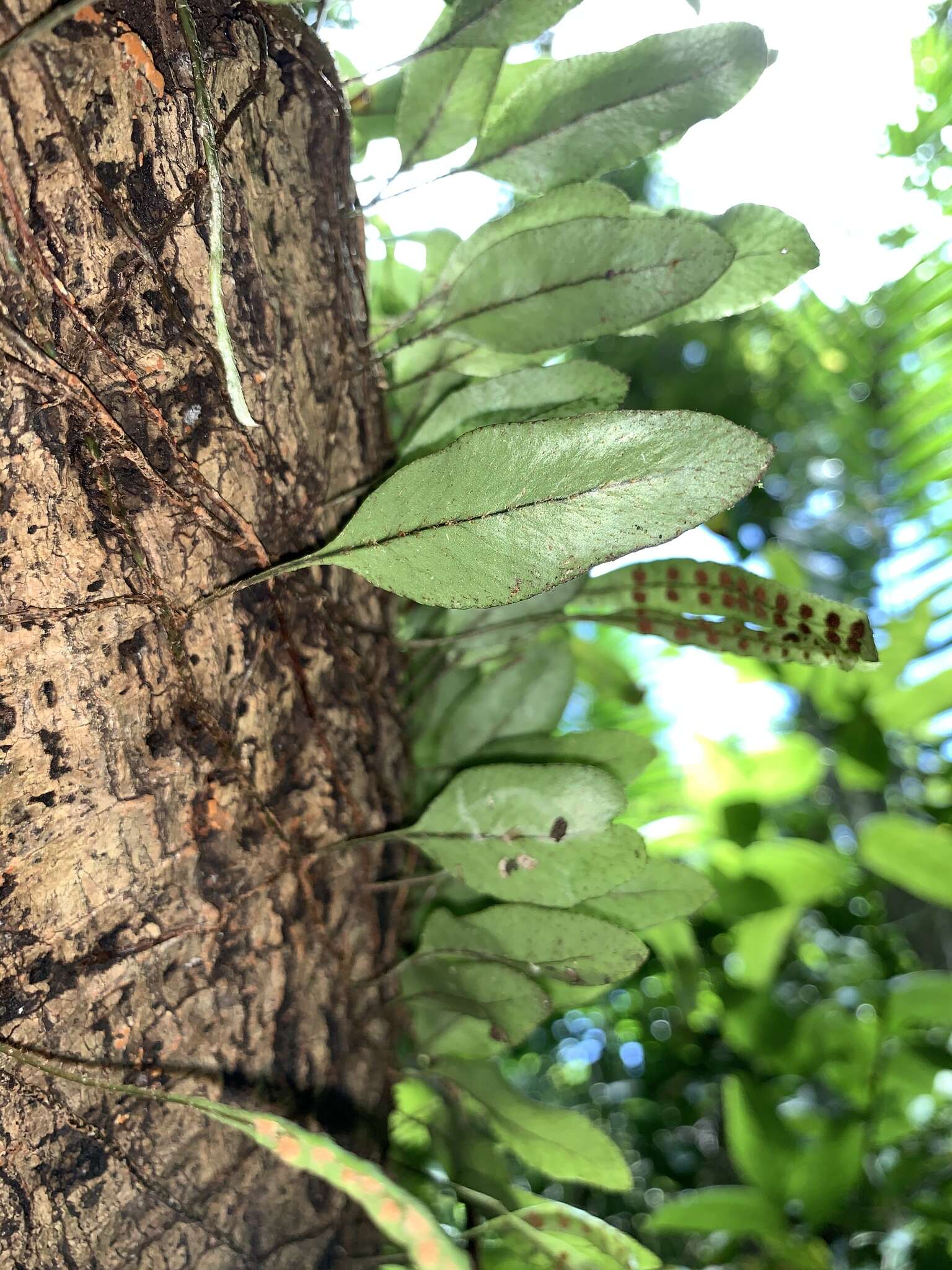 Слика од Microgramma piloselloides (L.) Copel.