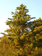 Cupressus goveniana var. abramsiana (C. B. Wolf) Little resmi