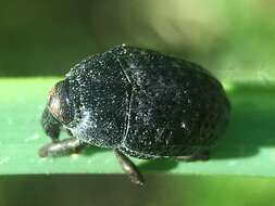 Image of Milkweed Stem Weevil