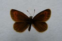 Image of Mountain Ringlet